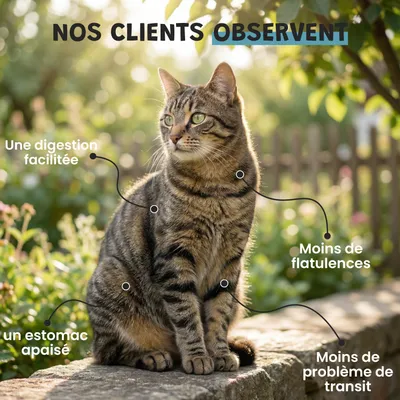 Museau & Co | Charbon Végétal Actif | Détox & Digestion | Chien & Chat Museau & Co | Charbon Végétal Actif | Détox & Digestion | Chien & Chat
