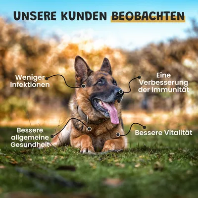 Museau & Co | Kelp | Meeresalge für Vitalität | Hund & Katze Museau & Co | Kelp | Meeresalge für Vitalität | Hund & Katze