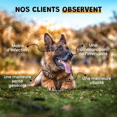 Kelp - Immunité - Système Immunitaire - Iode Naturel - Chien et Chat - 100g