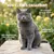 Museau & Co | Bierhefe | Fell & Verdauung | Hund & Katze Museau & Co | Bierhefe | Fell & Verdauung | Hund & Katze