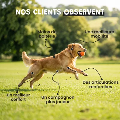 Museau & Co | Teufelskralle | Natürliche Gelenkpflege | Hund & Katze Museau & Co | Teufelskralle | Natürliche Gelenkpflege | Hund & Katze