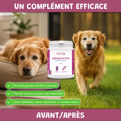 Harpagophytum - Articulations - Mobilité - Souplesse - Chien et Chat - 100g