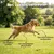 Museau & Co | Harpagophytum | Anti-inflammatoire Naturel | Chien & Chat