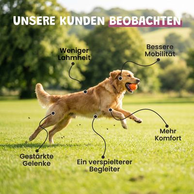 Museau & Co | Grünlippmuschel aus Neuseeland | Gelenke | Hund & Katze