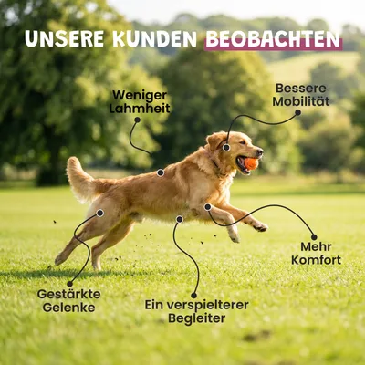 Museau & Co | Grünlippmuschel aus Neuseeland | Gelenke | Hund & Katze Museau & Co | Grünlippmuschel aus Neuseeland | Gelenke | Hund & Katze