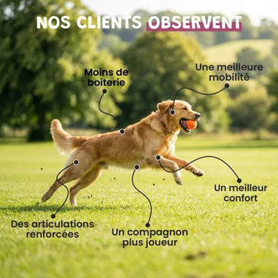 Museau & Co | Moule Verte Nouvelle-Zélande | Articulation | Chien & Chat Museau & Co | Moule Verte Nouvelle-Zélande | Articulation | Chien & Chat