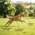 Museau & Co | Grünlippmuschel aus Neuseeland | Gelenke | Hund & Katze Museau & Co | Grünlippmuschel aus Neuseeland | Gelenke | Hund & Katze