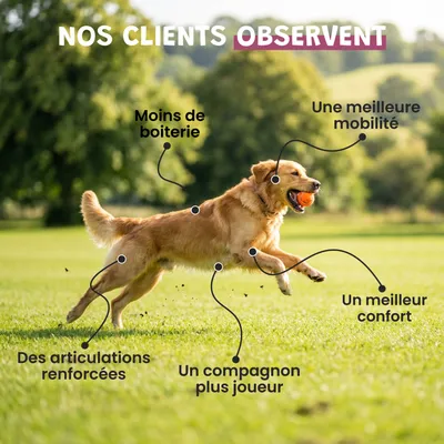 Museau & Co | Grünlippmuschel aus Neuseeland | Gelenke | Hund & Katze Museau & Co | Grünlippmuschel aus Neuseeland | Gelenke | Hund & Katze
