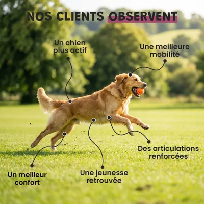 Arthro Confort - Mobilité - Articulation - Souplesse - Chien et Chat - 100g Arthro Confort - Mobilité - Articulation - Souplesse - Chien et Chat - 100g