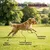 Museau & Co | Gelenke | Mobilität & Komfort 6 Wirkstoffe | Hund & Katze Museau & Co | Gelenke | Mobilität & Komfort 6 Wirkstoffe | Hund & Katze