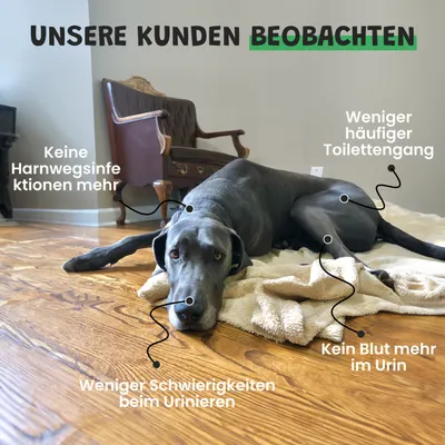 Museau & Co | Urino Régule | Harnkomfort | Hund & Katze Museau & Co | Urino Régule | Harnkomfort | Hund & Katze
