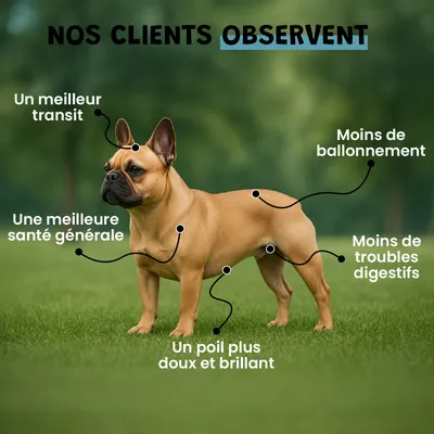 Probiotiques - Flore Intestinale - Digestion - Transit - Chien Chat - 100g