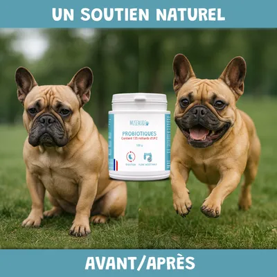 Probiotiques - Flore Intestinale - Digestion - Transit - Chien Chat - 100g