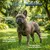 Museau & Co | Probiotika | Verdauung & Abwehrkräfte | Hund & Katze Museau & Co | Probiotika | Verdauung & Abwehrkräfte | Hund & Katze