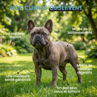 Museau & Co | Probiotika | Verdauung & Abwehrkräfte | Hund & Katze Museau & Co | Probiotika | Verdauung & Abwehrkräfte | Hund & Katze