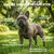 Museau & Co | Probiotika | Verdauung & Abwehrkräfte | Hund & Katze Museau & Co | Probiotika | Verdauung & Abwehrkräfte | Hund & Katze