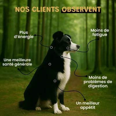 Immuno Boost - Immunité - Énergie - Vitalité - Chien et Chat - 100g
