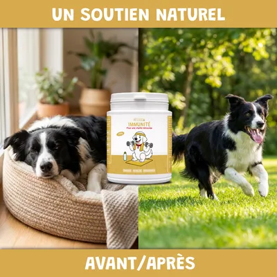 Museau & Co | Immunité | Défenses Naturelles | Chien & Chat