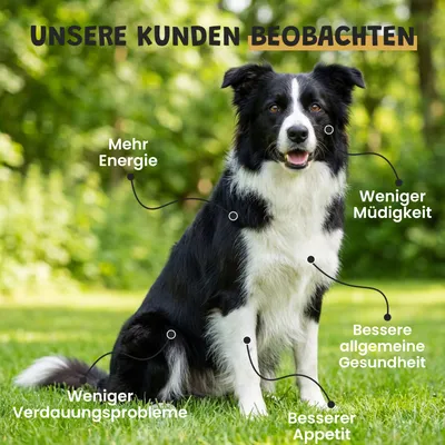 Museau & Co | Immunität | Natürliche Abwehrkräfte | Hund & Katze Museau & Co | Immunität | Natürliche Abwehrkräfte | Hund & Katze