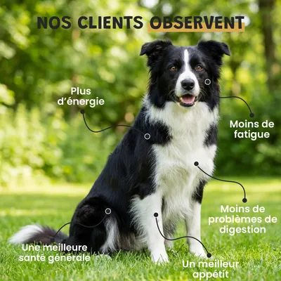 Museau & Co | Immunité | Défenses Naturelles | Chien & Chat