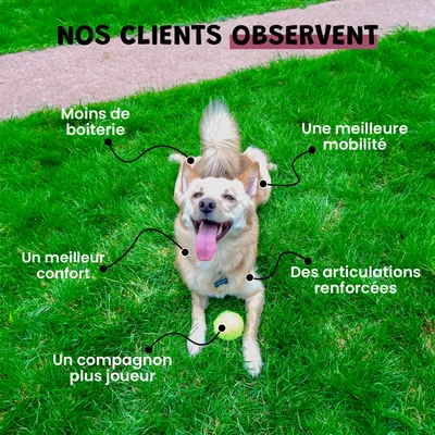 Krill - Articulation - Oméga-3 - Souplesse - Mobilité - Chien & Chat - 100g