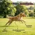 Museau & Co | Krill | Omega-3 Premium | Hund & Katze Museau & Co | Krill | Omega-3 Premium | Hund & Katze