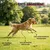 Museau & Co | Krill | Omega-3 Premium | Hund & Katze Museau & Co | Krill | Omega-3 Premium | Hund & Katze
