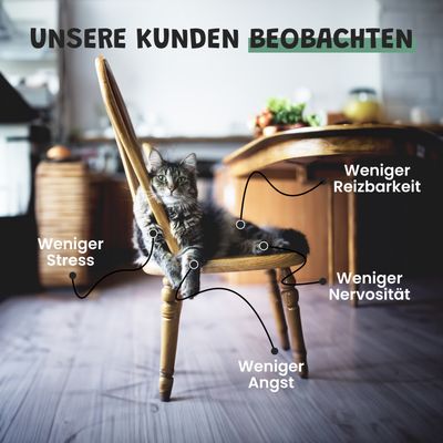 Museau & Co | Relaxation | Anti-Stress | Ruhe & Gelassenheit | Katze