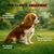 Vermi Protect - Vermifuge Naturel - Parasitaire - Chien et Chat - 60cpr