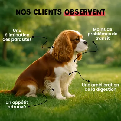 Vermi Protect - Vermifuge Naturel - Parasitaire - Chien et Chat - 60cpr