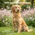 Museau & Co | Vinaigre 4 Voleurs | Répulsif Naturel | Chien & Chat