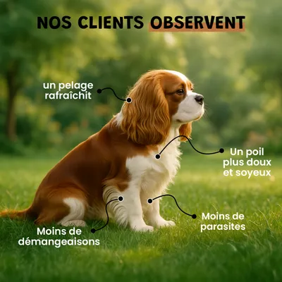 Vinaigre Des 4 Voleurs - Répulsif - Puces - Pelage - Chien & Chat - 100ml