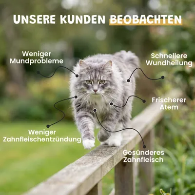 Museau & Co | Propolis-Spray | Mundpflege & Hautpflege | Hund & Katze Museau & Co | Propolis-Spray | Mundpflege & Hautpflege | Hund & Katze