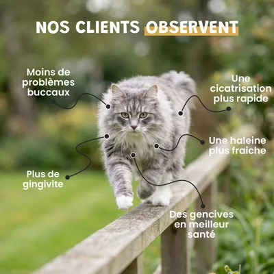 Museau & Co | Spray Propolis | Soin Buccal & Cicatrisant | Chien & Chat