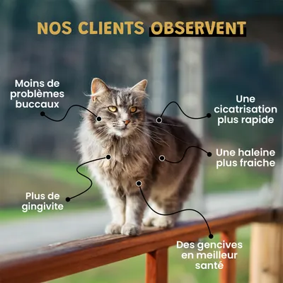 Spray Propolis - hygiène bucco-dentaire - Gingivite - Chien et Chat - 100ml