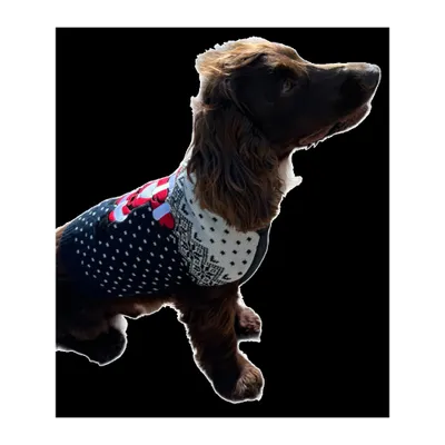 Mon Ami Luki - Pull noel - pour chien - deguisement tricote - festif X