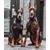 BESTIA DOG SPORT GripPro Basic Geschirr BESTIA DOG SPORT GripPro Basic Geschirr