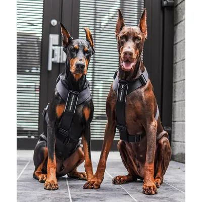 BESTIA DOG SPORT GripPro Basic Geschirr BESTIA DOG SPORT GripPro Basic Geschirr