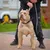 BESTIA DOG SPORT DOPPELGRIFF LEINE GREY CAMO BESTIA DOG SPORT DOPPELGRIFF LEINE GREY CAMO