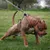 BÊTE DOG SPORT double poignée laisse gris camo BÊTE DOG SPORT double poignée laisse gris camo