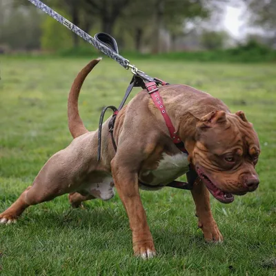 BÊTE DOG SPORT double poignée laisse gris camo BÊTE DOG SPORT double poignée laisse gris camo