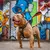 BEAST DOG SPORT laisse double poignée Rouge BEAST DOG SPORT laisse double poignée Rouge