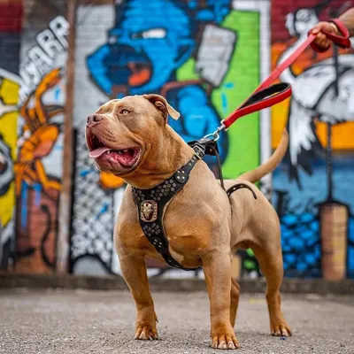 BEAST DOG SPORT laisse double poignée Rouge BEAST DOG SPORT laisse double poignée Rouge