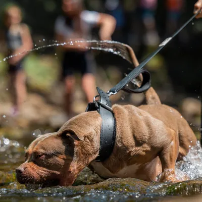 BESTIA DOG SPORT DOPPELGRIFF LEINE BESTIA DOG SPORT DOPPELGRIFF LEINE