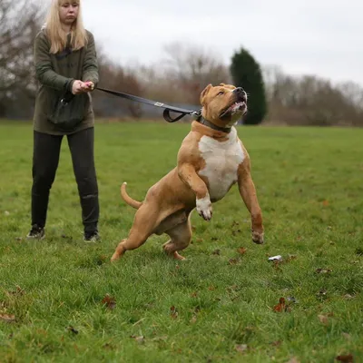 BESTIA CHIEN SPORT BESTIA CHIEN SPORT