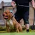 BESTIA DOG SPORT DOPPELGRIFF LEINE