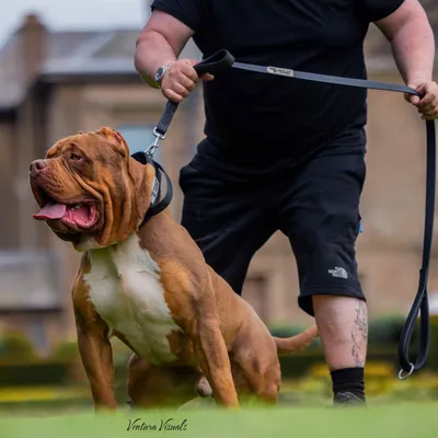 BESTIA DOG SPORT DOPPELGRIFF LEINE