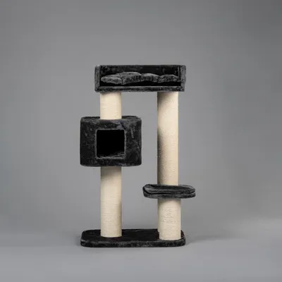 RHR Quality Arbre à chat Devon Rex