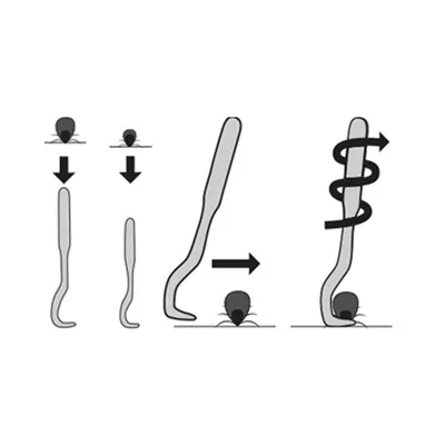 Flamingo - 2 Pinces a tiques 1 petit et 1 grand modèle pour chat et chien