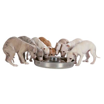 Écuelle pour chiots, ø 38 cm, 4 Litres, pour chien